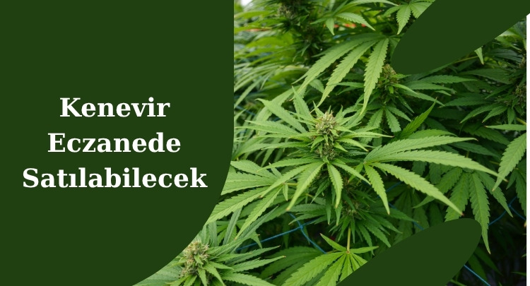 Kenevir Eczanede Satılabilecek